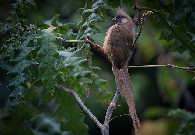 A very beautiful picture of a bird in Kilinzu forest reserve