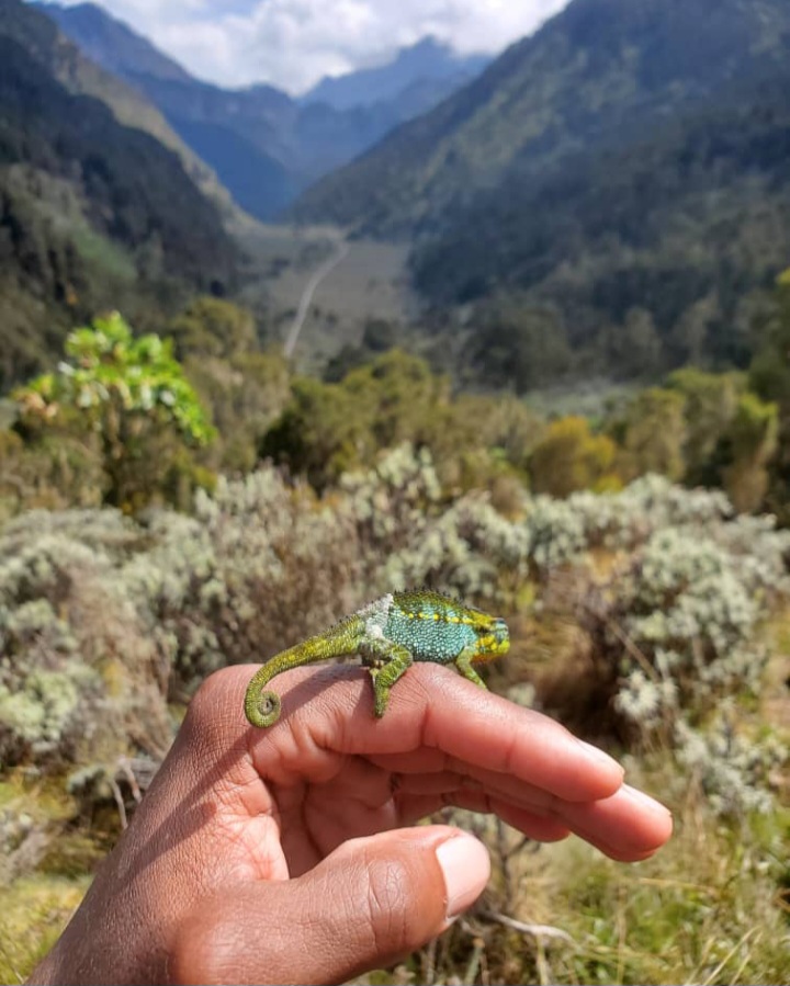 A vibrant green Johnston’s three-horned chameleon perched on a tourists hand in the Rwenzori forest.