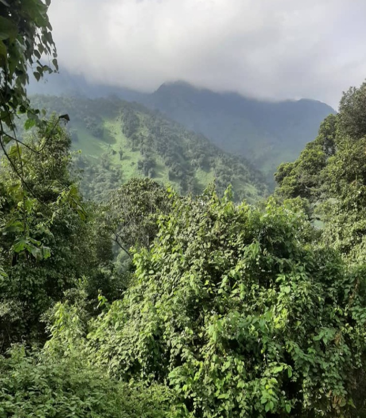 lose-up of unique Afro-alpine vegetation, including giant lobelias and heather trees, in the Rwenzori Mountains National Park.