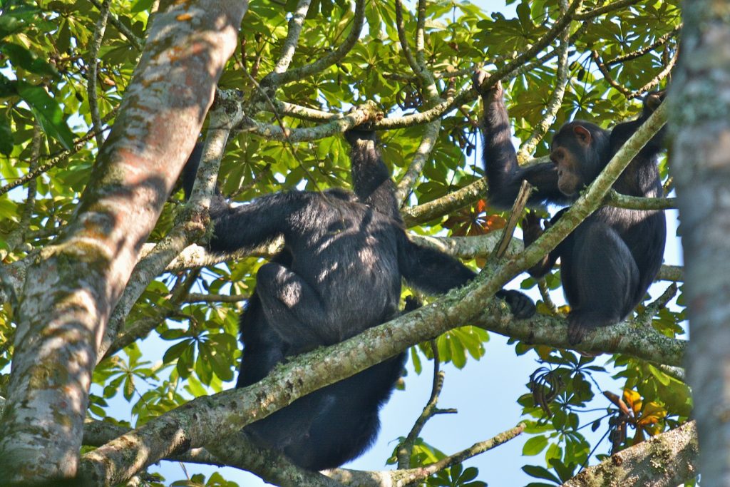 Chimps, freely hanging on trees 