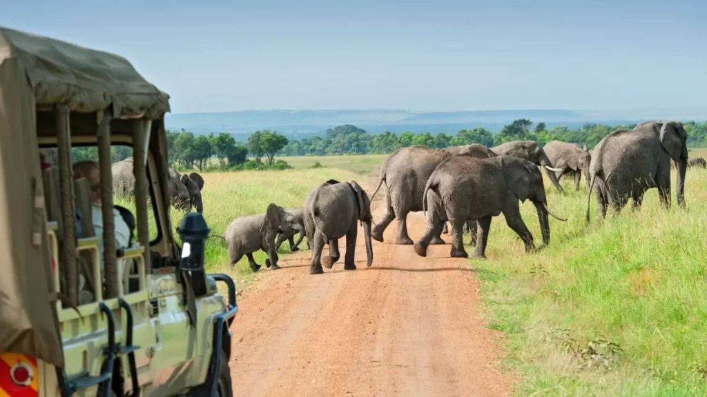 A safari vehicle  on a dirt track in the savannah, surrounded by grazing elephants.