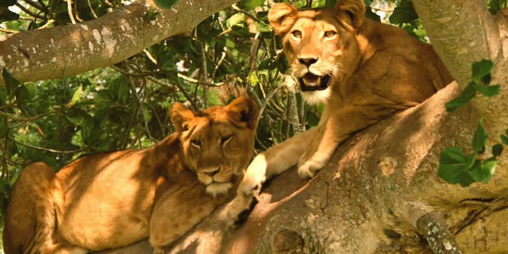 A pair of lions resting on the branches of a tress in  Queen Elizabeth National Park, Kasese.