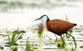Jinja Adventure Guide 2026: 15 Insider Things to Do & Stays An African Jacana bird walking across lily pads and floating river weeds on the River Nile in Jinja Uganda.