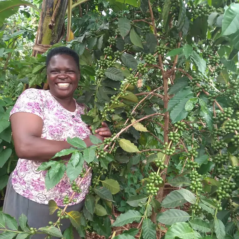 Fresh red and green Bugisu Arabica coffee cherries growing on a branch in Mbale.
