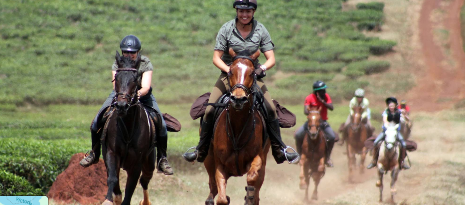 Jinja Adventure Guide 2026: 15 Insider Things to Do & Stays Guided horseback riding safari through green tea plantations and rural trails in Jinja Uganda.