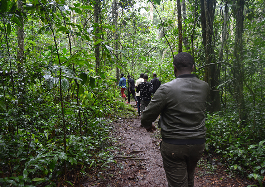 A group of people walking down a narrow dirt path through a lush, green tropical rainforest.