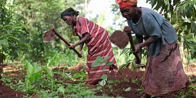 Two Ugandan women cultivating rich red volcanic soil with hand hoes on a terraced hill, featured in our Kisoro travel guide.