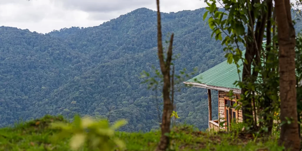 View from Bwindi Orugano Lodge showing a green-roofed log cabin tucked into the hillside facing the dense canopy of Bwindi Impenetrable Forest