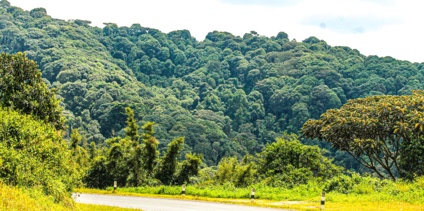 Panoramic view of the green, hand-sculpted Kigezi terraces with a looming Virunga volcano peak in the distance, a main landscape feature from our Kisoro travel guide.