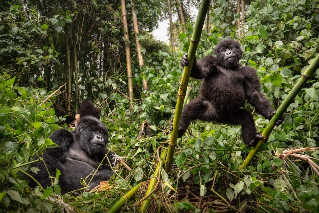 An adult silverback mountain gorilla resting in dense green jungle foliage while a playful young gorilla climbs a bamboo stalk in southwestern Uganda.