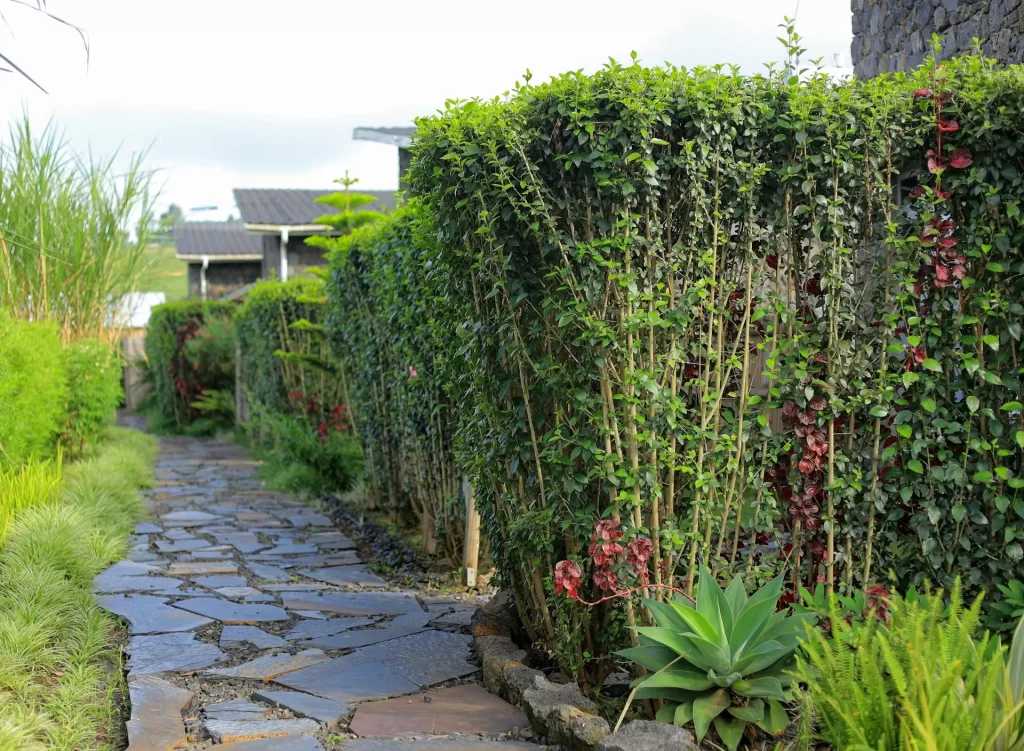 Imbogo Diners and Lounge garden pathway featuring stone flagstones and tall green hedgerows leading to the executive suites