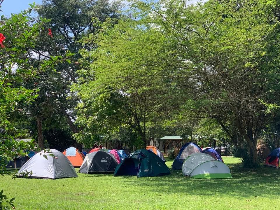 Multiple colorful camping tents set up on a lush green lawn surrounded by shady acacia trees at Adrift Overland Camp during Nyege Nyege festival in Jinja Uganda.