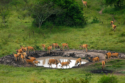 Uganda Open Park Days 2026: Ultimate Safari Guide & Stays LAke mburo 1