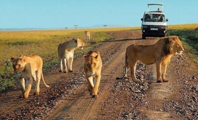 Homepage Uganda Open Park Days 2026: Ultimate Safari Guide & Stays