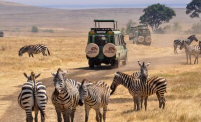 Homepage Why Free Entry Means You Can Splurge on a Luxury Stay This Uganda Open Park Days 2026