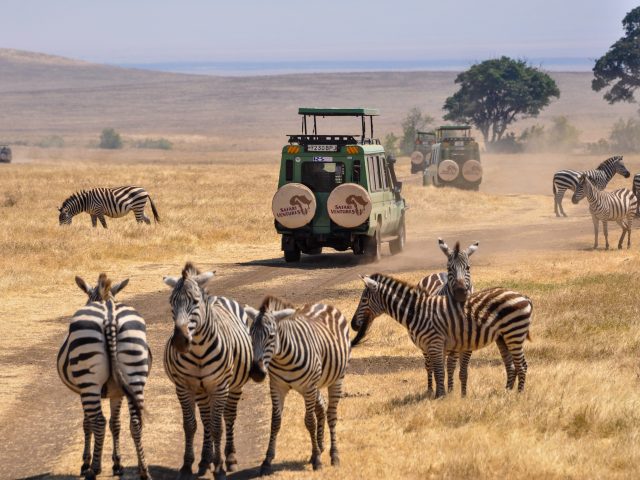 Uganda Open Park Days 2026: Ultimate Safari Guide & Stays Herd of zebras grazing in Lake Mburo National Park during Uganda Open Park Days 2026