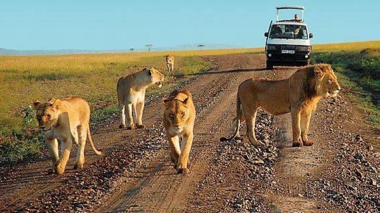 Murchison Falls Lions Game Drive - Uganda Open Park Days 2026
